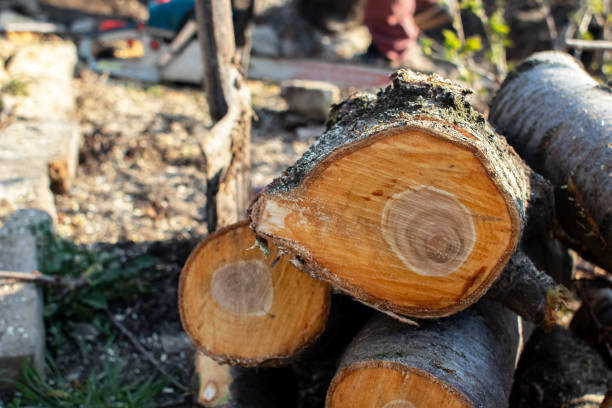 How Our Tree Care Process Works  in  Athens, TX